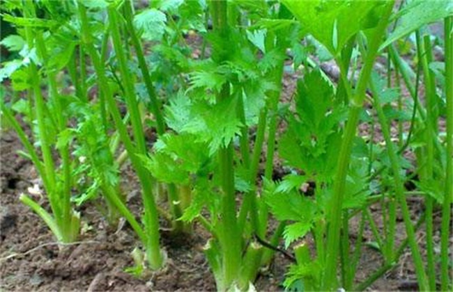 芹菜空心的原因及预防办法