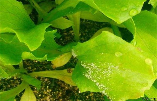 生菜病虫害的防治办法