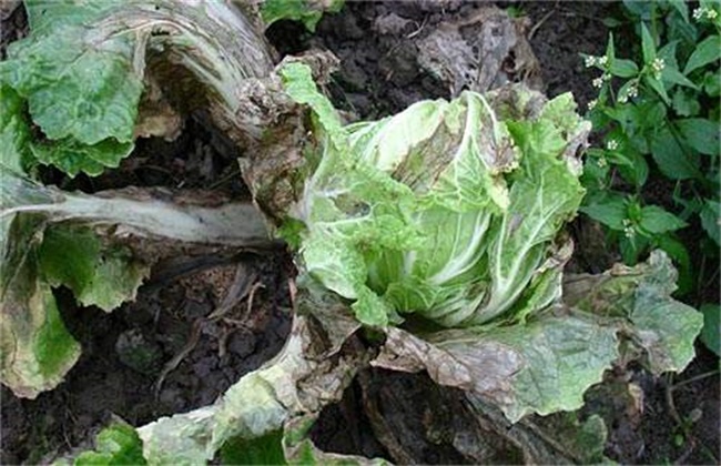 生菜病虫害的防治办法