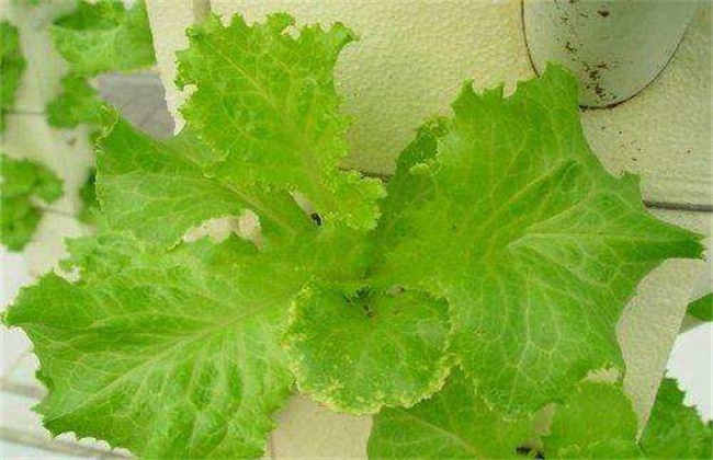 生菜病虫害的防治办法