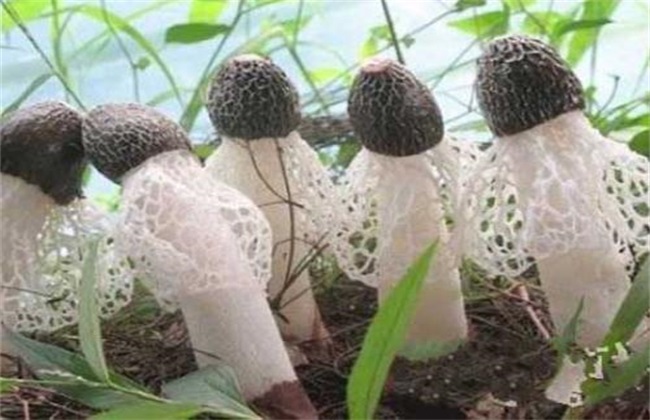 竹荪的种植办法
