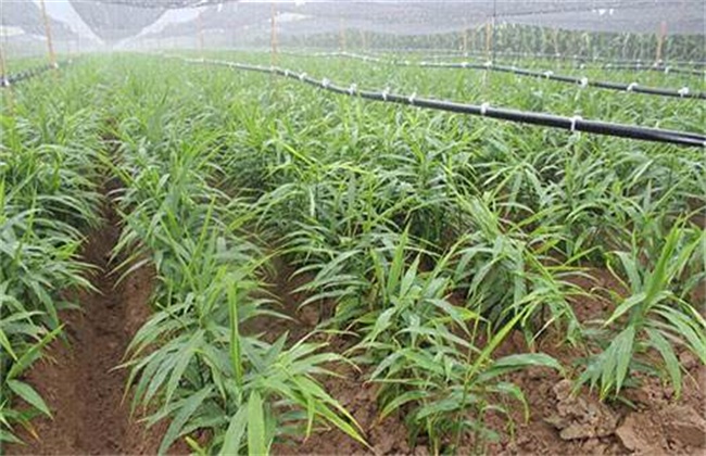 生姜的种植技术