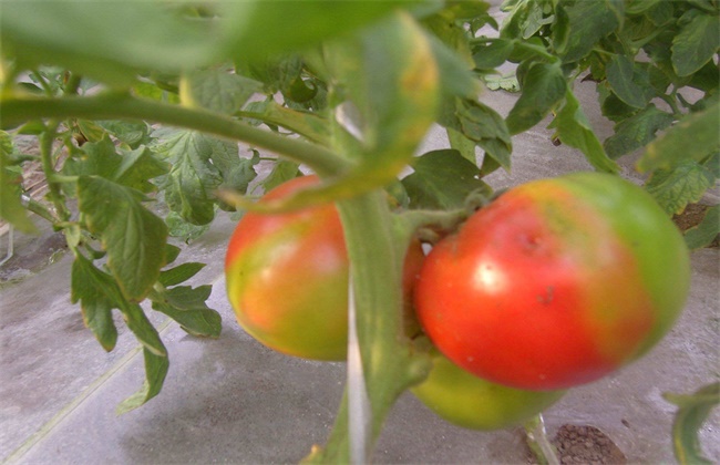 番茄花皮的原因及防治办法