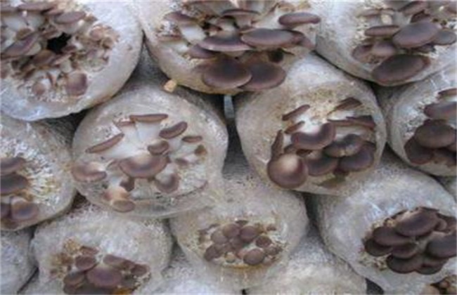 秀珍菇种植技术