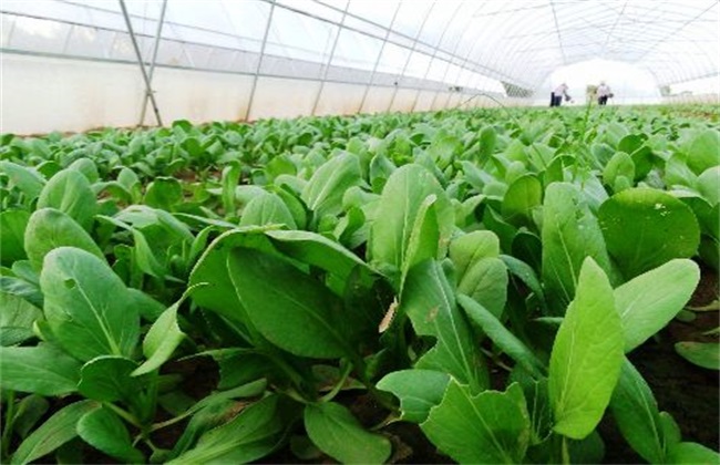 种植油菜的基本流程