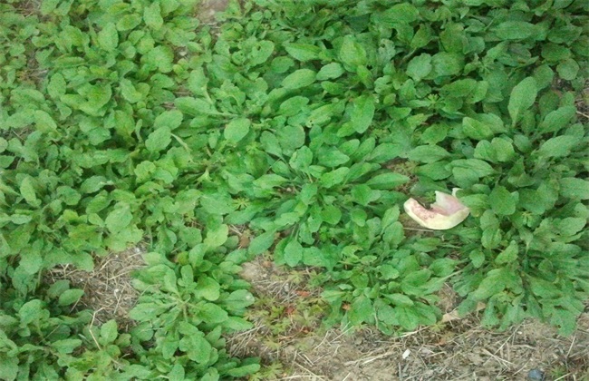 灰菜的种植办法