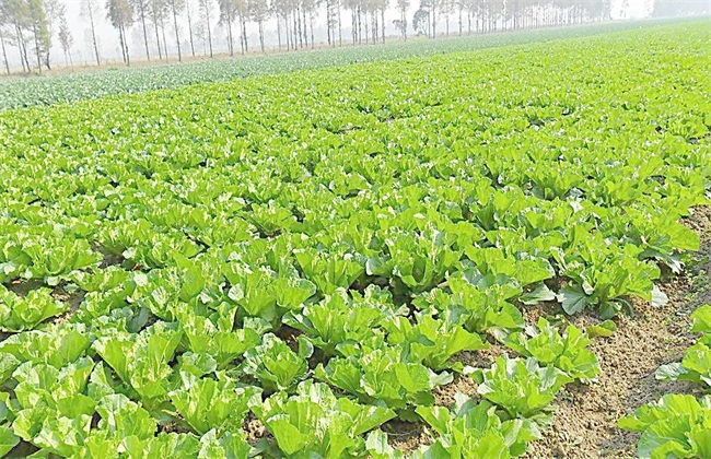 白菜的种植办法