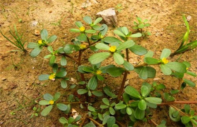 马齿苋种植技术