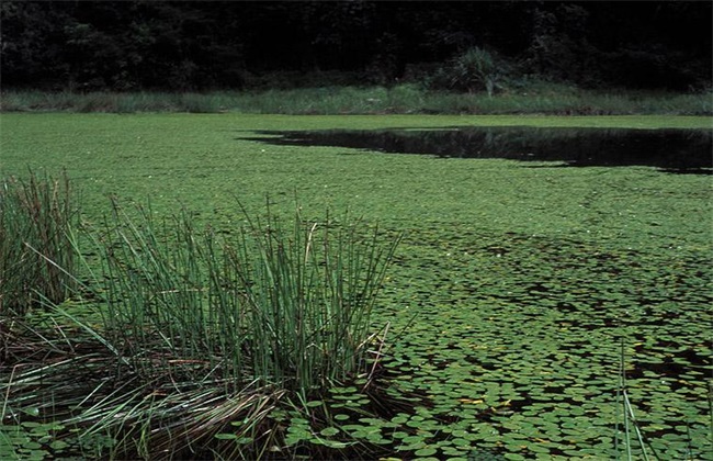 莼菜的种植办法