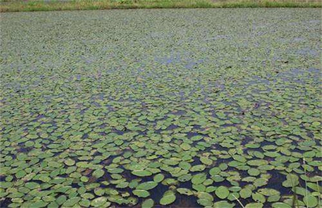 莼菜的种植办法