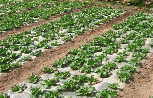 大白菜的种植时间和办法