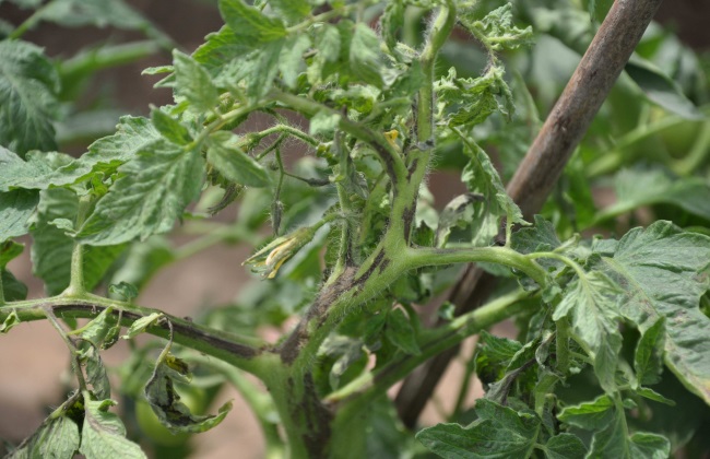 怎么防治西红柿病毒病