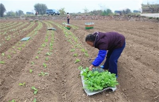 大白菜的种植时间和办法