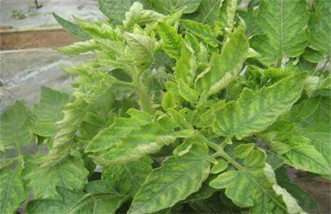 怎么防治西红柿病毒病