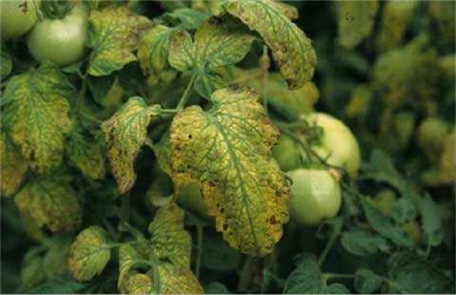 怎么防治西红柿病毒病