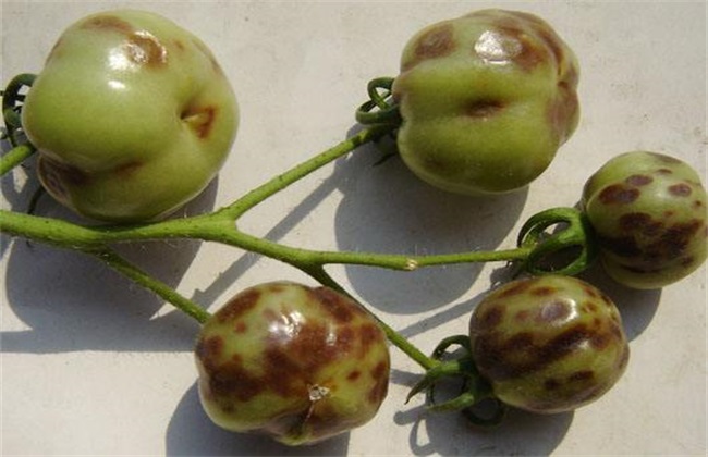 怎么防治西红柿病毒病