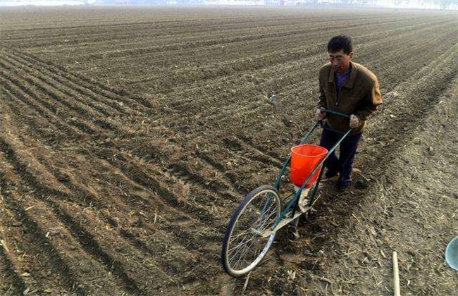 大白菜的种植时间和办法