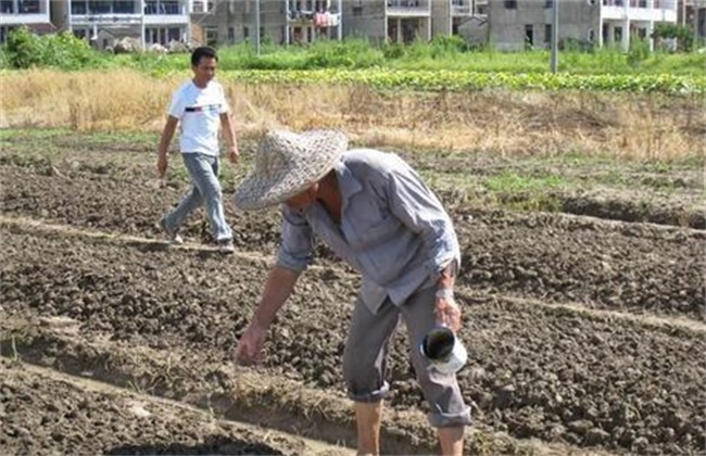 大白菜的种植时间和办法