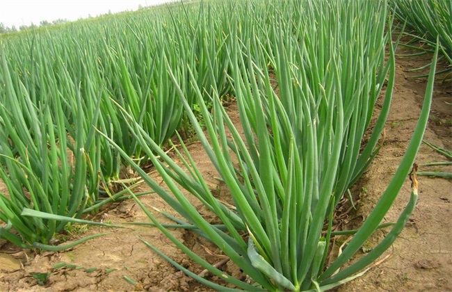 葱的高产栽培技术