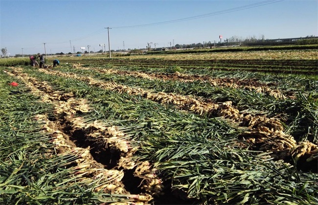 生姜膨大期的管理方法技巧