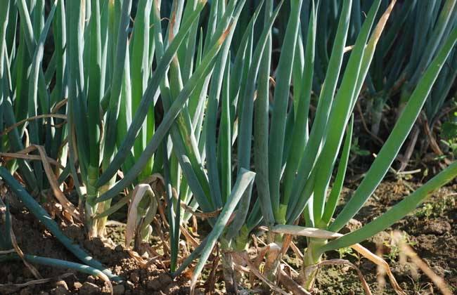 葱的高产栽培技术