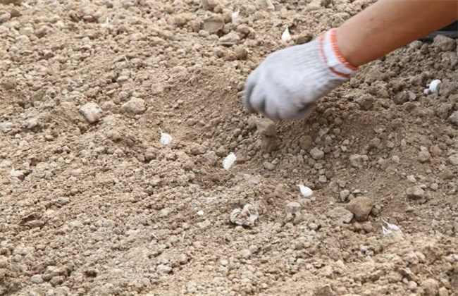 大蒜的种植时间和办法