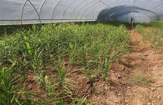 生姜膨大期的管理方法技巧