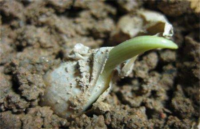 大蒜的种植时间和办法