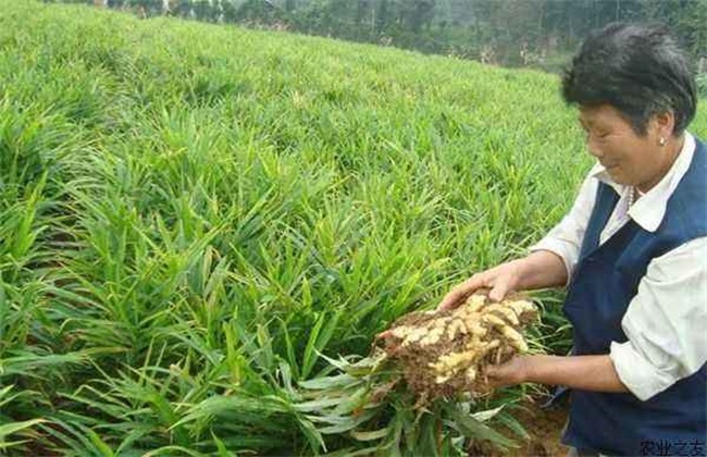 生姜膨大期的管理方法技巧