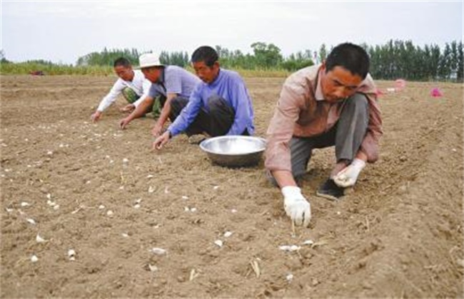 大蒜的种植时间和办法
