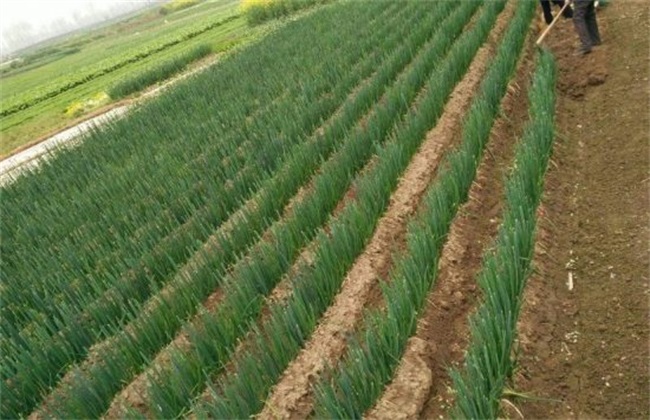 葱的高产栽培技术