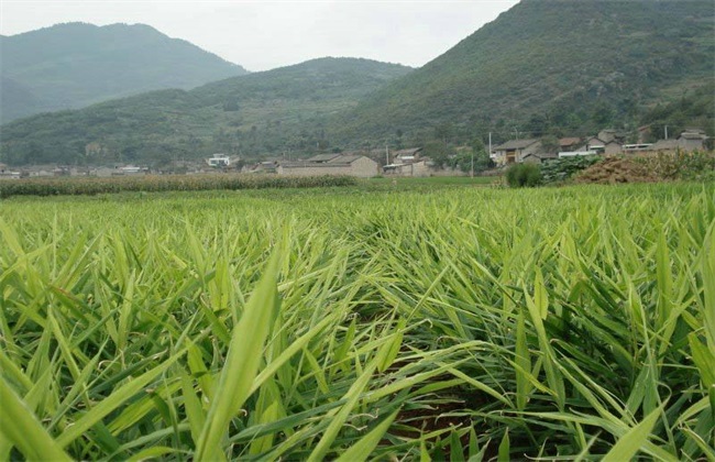 生姜膨大期的管理方法技巧