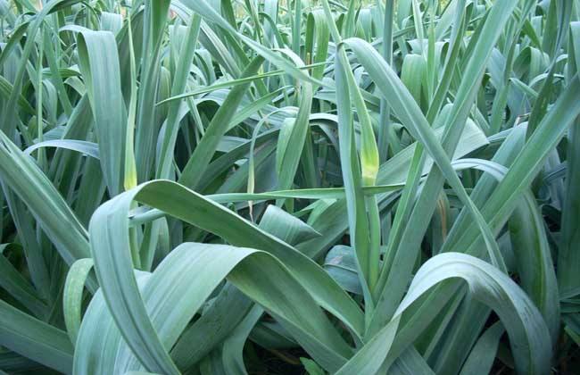 大蒜的种植时间和办法