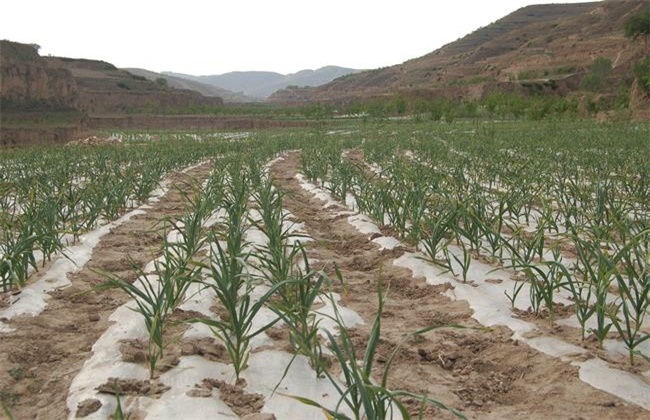 大蒜的种植时间和办法