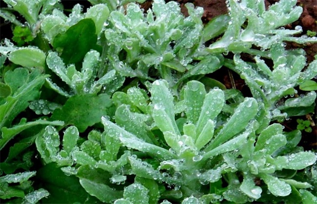 清明菜的种植办法