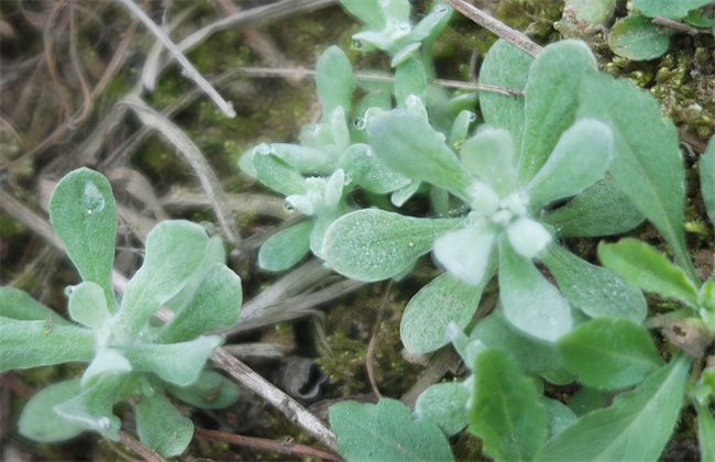 清明菜的种植办法