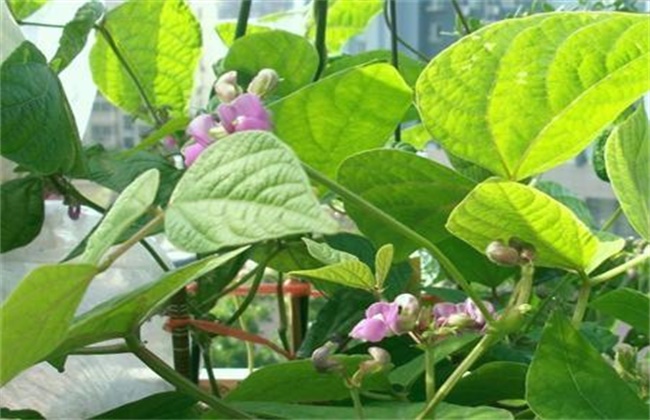 芸豆花期注意些什么
