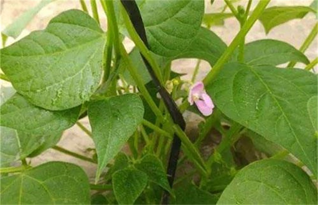 芸豆花期注意些什么