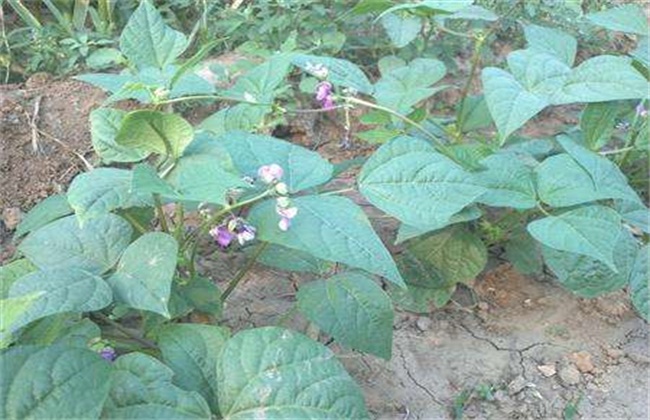 芸豆花期注意些什么