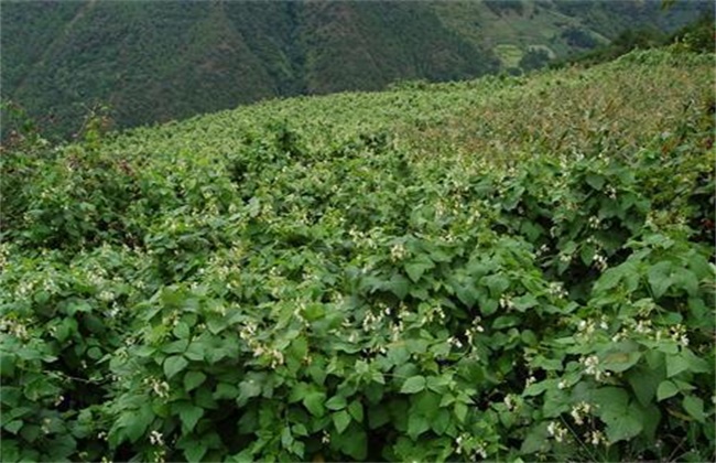 芸豆花期注意些什么