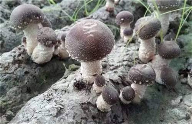 香菇烂棒的原因及防治办法