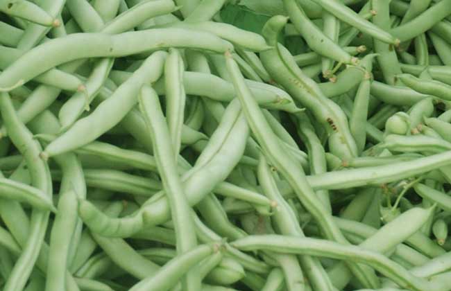 四季豆种植的注意些什么