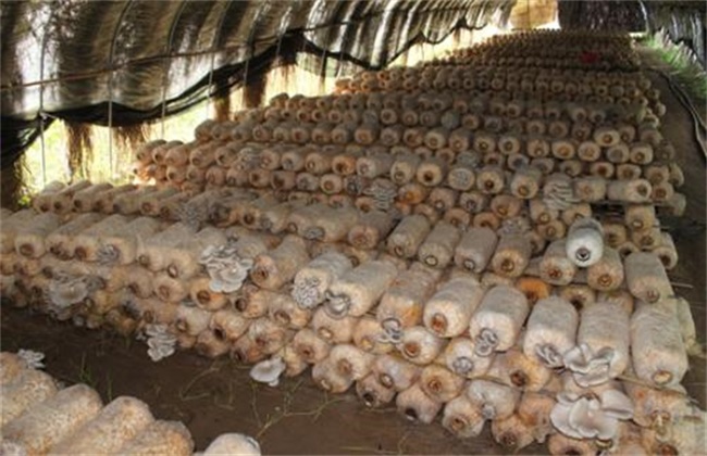 香菇烂棒的原因及防治办法