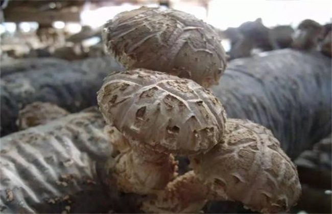 香菇烂棒的原因及防治办法