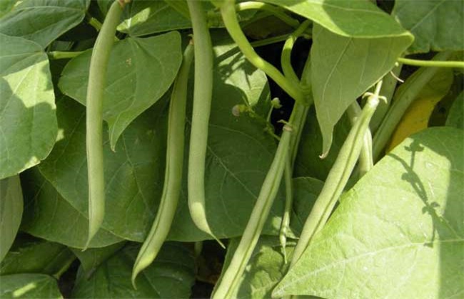 四季豆种植的注意些什么