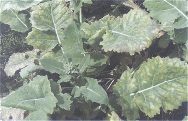 油菜僵苗的原因及防治办法