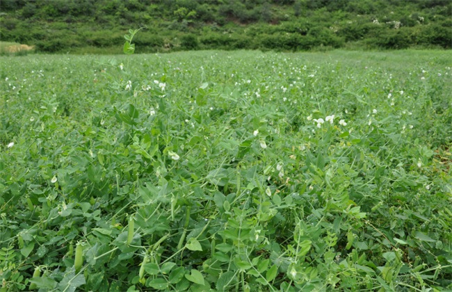 荷兰豆种植的注意些什么