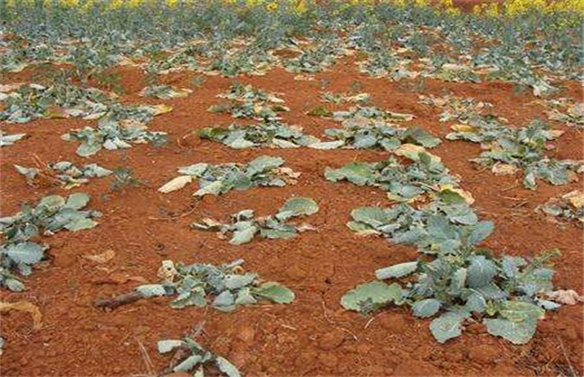 油菜僵苗的原因及防治办法