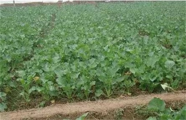 油菜僵苗的原因及防治办法