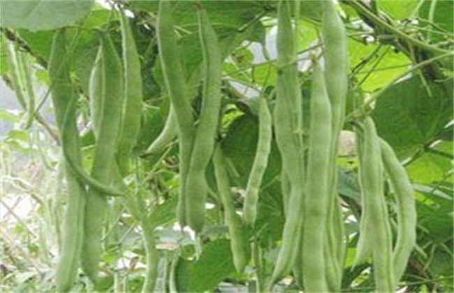 四季豆种植的注意些什么